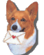 corgi_email.gif